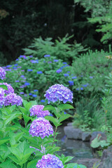 Obraz premium 紫陽花