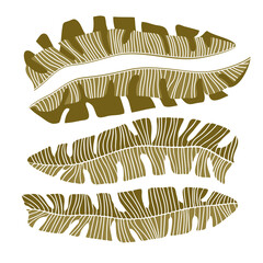 Vector image, set of exotic banana palm leaves, isolated elements on a white background