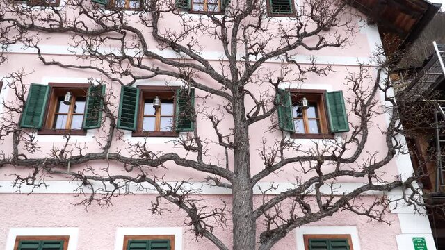 Beautifully groomed Espalier Trees, Spalierbaum, in Hallstatt, Austria. Springtime in Salzkammergut 05.04.2021