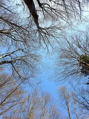 trees and sky