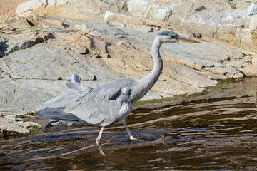 A gray heron is on the feed in the river.
