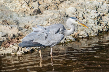 A gray heron is on the feed in the river.