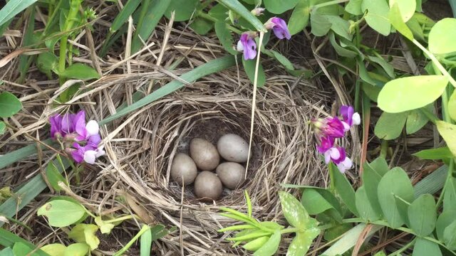 Blue-headed wagtail or Yellow Wagtail (Motacilla flava thunbergi) nest on seaside meadow between beach pea (Lathyrus japonicus). Horsehair is used for lining of nest. East Finnish Gulf, Baltic