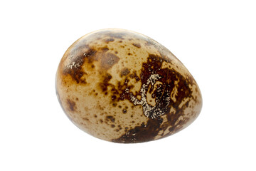 Quail egg isolated on white background, clipping path. One quail egg close-up. Brown quail egg isolated on white background, clipping path. Raw quail egg, close-up, macro.