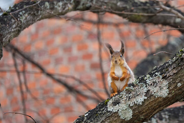 A ginger squirrel sits on a tree branch in the city center. Animal life in an urban environment
