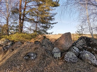 stones among trees