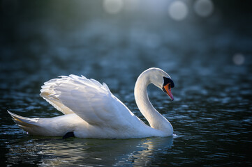 Obraz na płótnie Canvas Swan in dramatic Sunlight, with beautiful blurred background