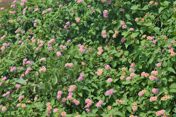 field of pink flower