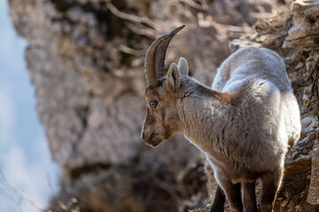 Naklejka na ściany i meble Alpine ibex Capra ibex on the rocks. It is also known as steinbock or bouquetin.
