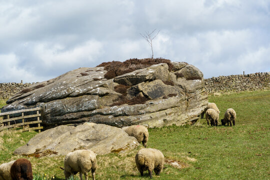 Sheep grazing in a field next to a large rock formation, Nidderdale, North Yorkshire, England, UK. 