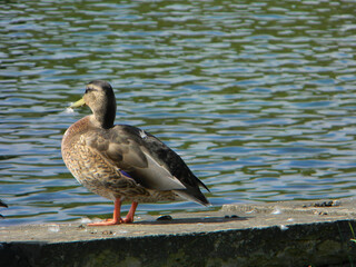 A duck rests on a stone wall on the lake shore