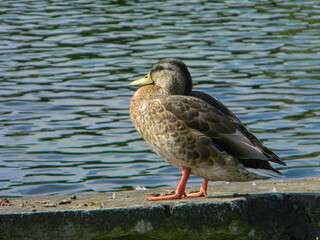 A duck rests on a stone wall on the lake shore