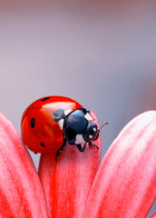 Extreme macro shots, Beautiful ladybug on flower leaf defocused background.