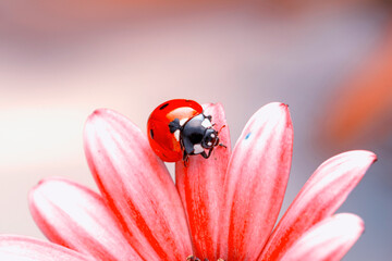 Extreme macro shots, Beautiful ladybug on flower leaf defocused background.