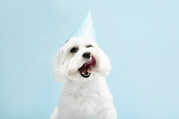 Cute maltese  dog wearing party hat  licking  on blue  background  with copy space .  Dog birthday party  concept . Dog food fdvertising concept .