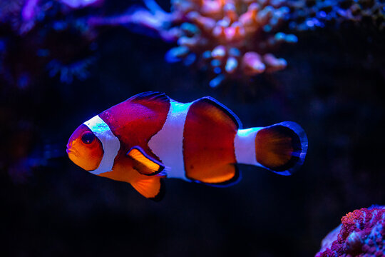 close up of a Ocellaris clownfish (Amphiprion ocellaris) on a reef tank with blurred backround