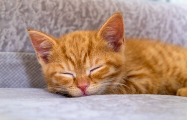 Fototapeta na wymiar The little ginger kitten is tired and sleeps on the couch. Pets, pet care concept. Selective focus.