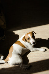 A Jack Russell Terrier dog lies on a laminate floor in the sun.