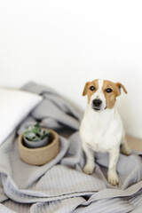 jack Russell terrier dog sits on the floor. a jute basket and a potted flower. home comfort.