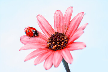 Extreme macro shots, Beautiful ladybug on flower leaf defocused background.