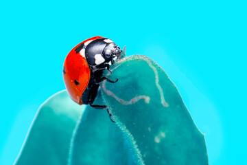 Extreme macro shots, Beautiful ladybug on flower leaf defocused background.