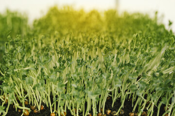 green grass background