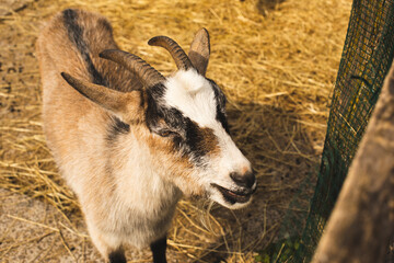 Young goat on animal farm. High quality photo.