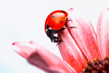 Extreme macro shots, Beautiful ladybug on flower leaf defocused background.