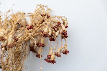 Naklejka premium dried leaves on a white background