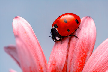 Extreme macro shots, Beautiful ladybug on flower leaf defocused background.