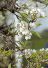 Pear blossom in spring. Netherlands