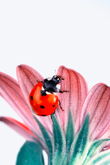 Extreme macro shots, Beautiful ladybug on flower leaf defocused background.
