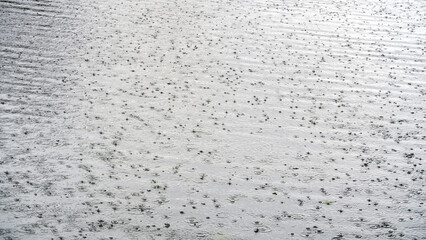 Raindrops and ripples on the water during heavy rain. 