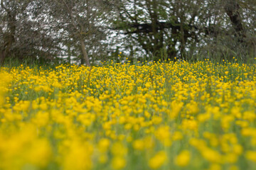 Field of Ranunculus arvensis,as known as the corn buttercup, with Bright yellow flowering , is a plant species of the genus Ranunculus native to Europe