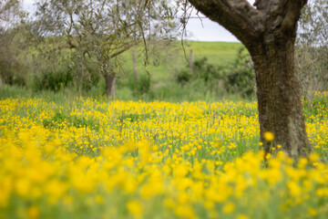 Field of Ranunculus arvensis,as known as the corn buttercup, with Bright yellow flowering , is a plant species of the genus Ranunculus native to Europe
