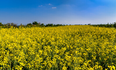 Obraz premium Field of rapeseed, canola or colza, springtime yellow flowering field on blu sky in Piedmont, Italy