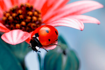 Extreme macro shots, Beautiful ladybug on flower leaf defocused background.