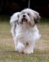Tibetan Terrier