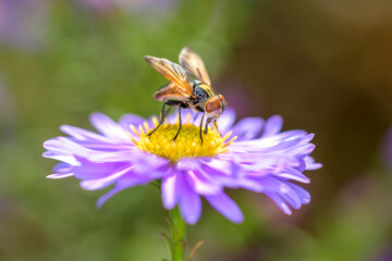 Phasia aurigera with Michaelmas daisy - Aster novi-belgii