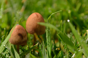 mushroom in the grass