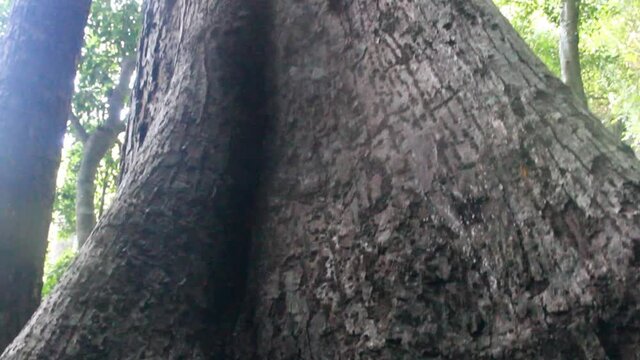 Side roots, tree outgrowths (Board-shaped roots or tabular root) as an additional support for high-stemmed tropical trees, Ironwood (Mesua ferrea), medical, poison resin. Rainforest Sri Lanka