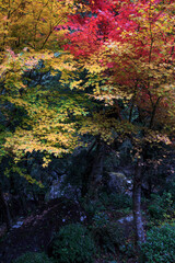 紅葉　秋のイメージ