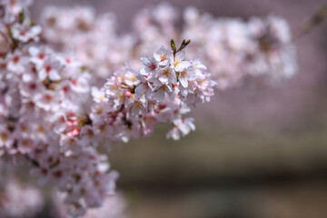 桜の花　春のイメージ