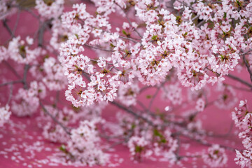 桜の花　春のイメージ
