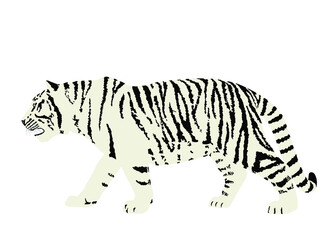 Siberian tiger vector illustration isolated on white background. Big wild cat. Amur tiger. Panthera tigris altaica. Tatoo sign. Zoo attraction.