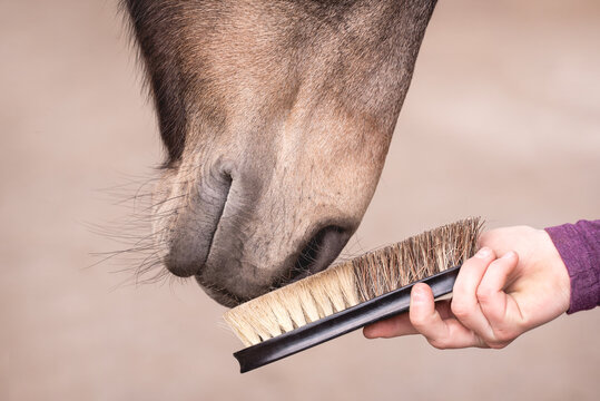 Fellpflege beim Pferd