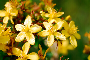 Medicinal plants: details of perforate St John's-wort  flowers (Hypericum perforatum)