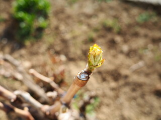 Axillary, apical and terminal buds on a vine branch. Awakening of juices in the plant, the...