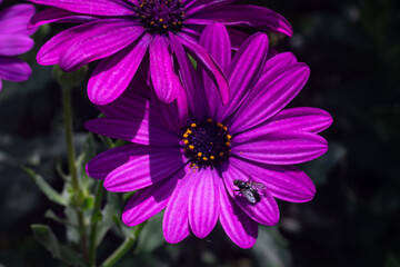 Wild violet daisies in the Sierra Blanca mountain