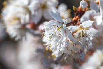 梅の花　初春イメージ